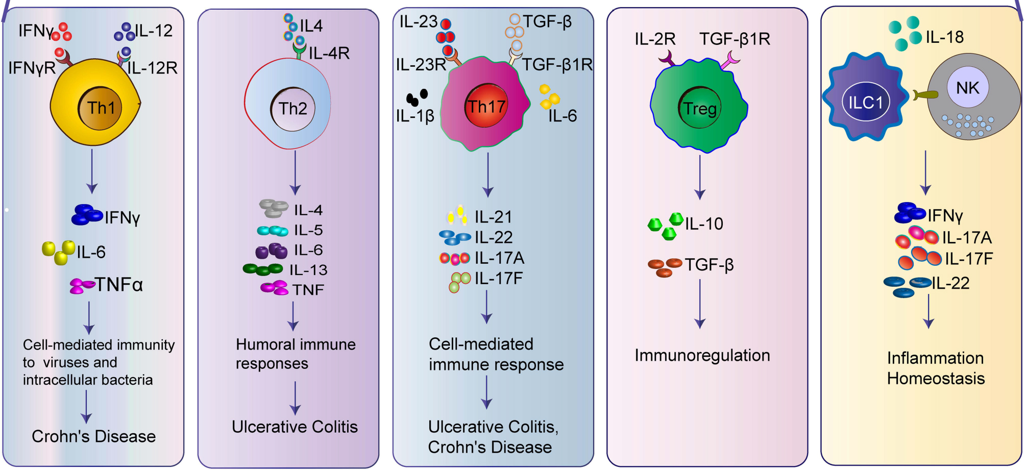 自身免疫性疾病的“幕后黑手”：细胞因子复杂网络机制