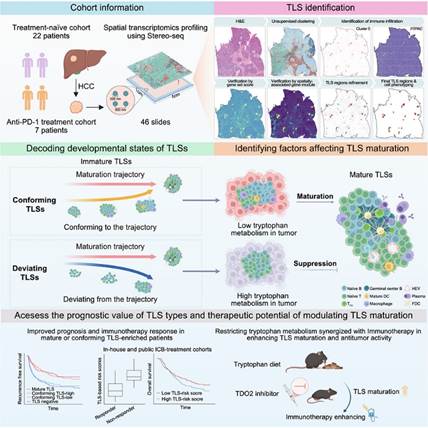 Cancer Cell |中山大学附属第一医院匡铭教授团队揭示 TLS 成熟调控新机制