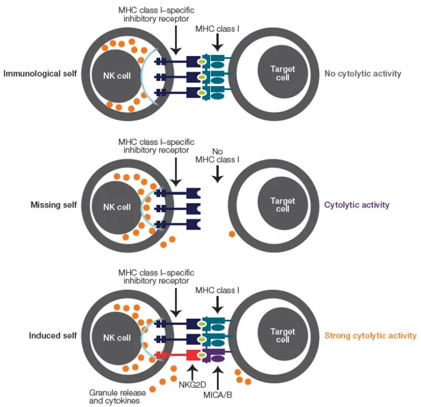 Attune Xenith流式细胞仪25色光谱流式方案深度解析NK细胞表型及功能-赛默飞