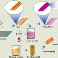 壳聚糖纳米颗粒包载异烟肼  CS NPs@INH