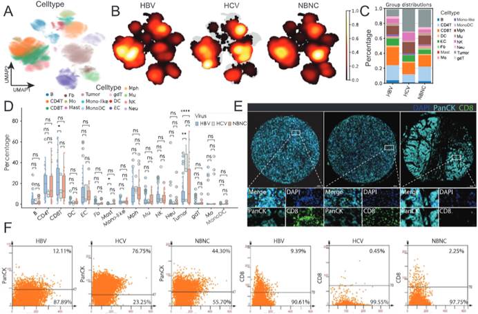 Tissue Cytometry技术揭示HLA-DR⁺肿瘤细胞导致病毒性肝癌微环境免疫耗竭的作用机制