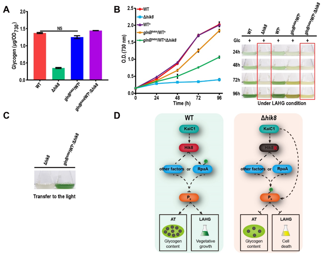 TMT结合PRM定量解析蓝细菌碳代谢蛋白质调控