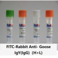 FITC-Rabbit Anti- Goose IgY(IgG)(H+L)