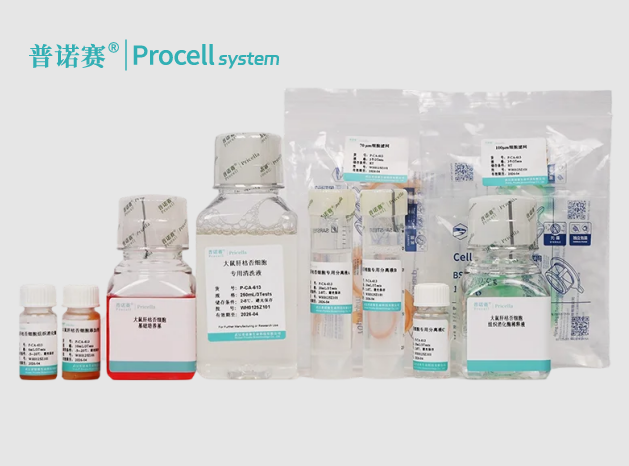 大鼠肝枯否细胞分离培养试剂盒，温和分离技术，原代细胞活力≥90%