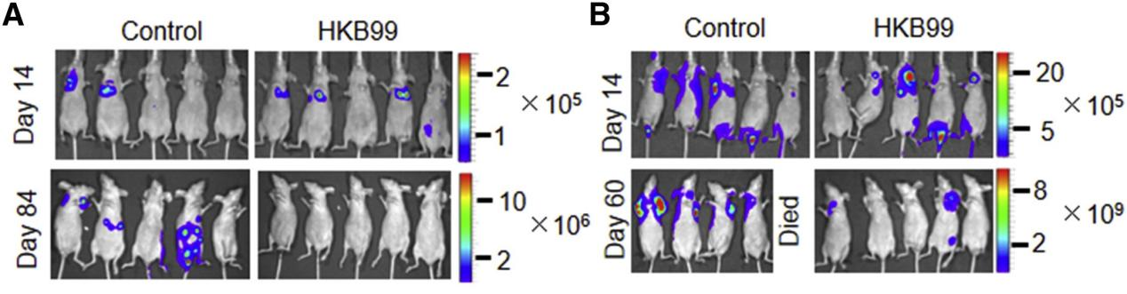 基质胶应用（4）- 皮下成瘤与活体成像，助力肿瘤药效研究