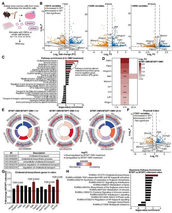 Cell Host & Microbe:肠道细菌鞘脂介导宿主构筑抗炎防线