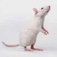 呼吸合胞病毒动物模型