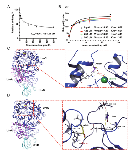 Microbiome：王加启/赵圣国团队揭示大蒜素提高反刍动物氮利用率的分子机制