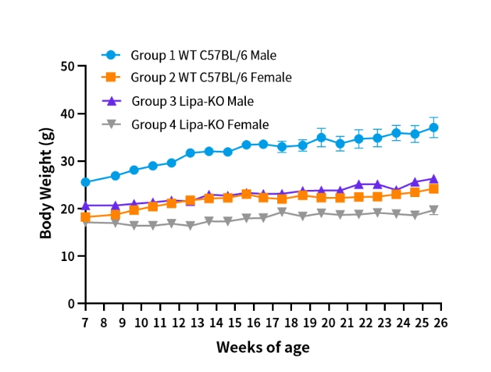 实鼠罕见 | 溶酶体酸性脂肪酶缺乏症（LAL-D）小鼠模型