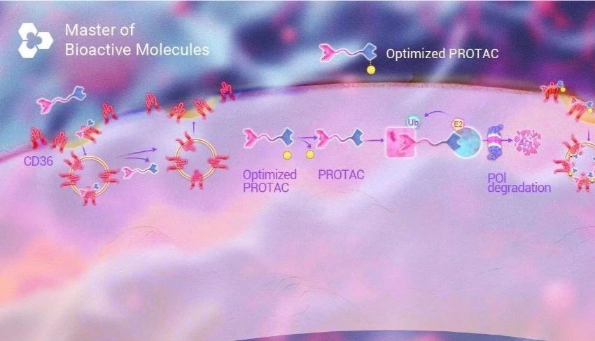 《Cell》破解 PROTAC 透膜难题∶ CD36 蛋白介导的内吞机制_MedChemExpress(MCE中国)