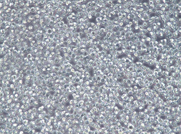 Daudi细胞复苏传代培养