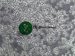 DAMI细胞好养价格货期