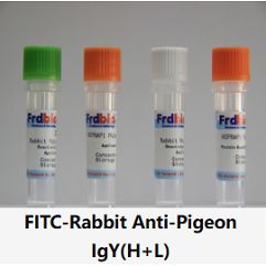 FITC-Rabbit Anti-Pigeon IgY(H+L)
