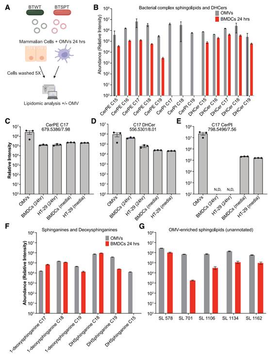 Cell Host & Microbe:肠道细菌鞘脂介导宿主构筑抗炎防线