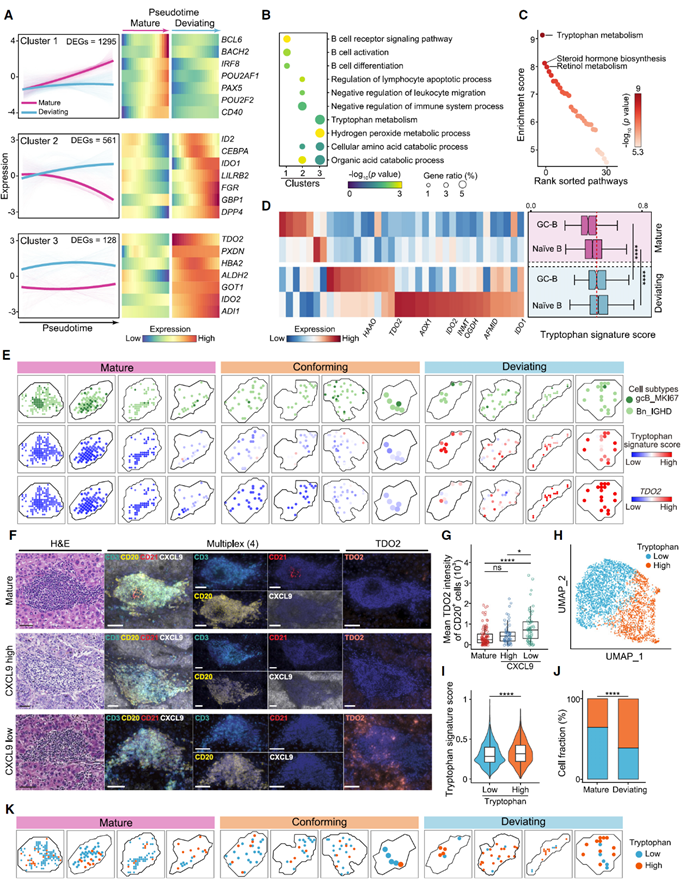 Cancer Cell |中山大学附属第一医院匡铭教授团队揭示 TLS 成熟调控新机制