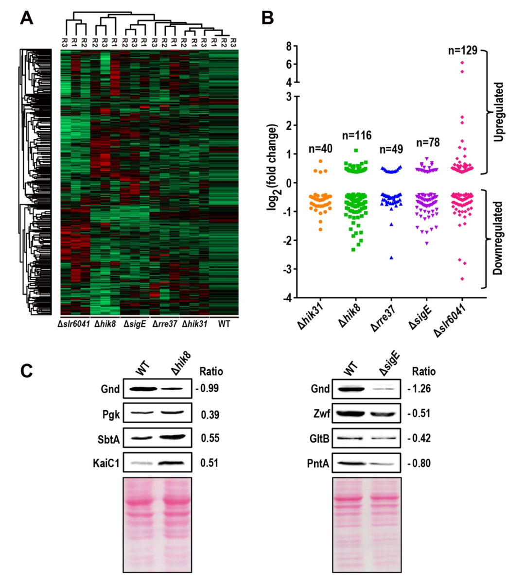 TMT结合PRM定量解析蓝细菌碳代谢蛋白质调控