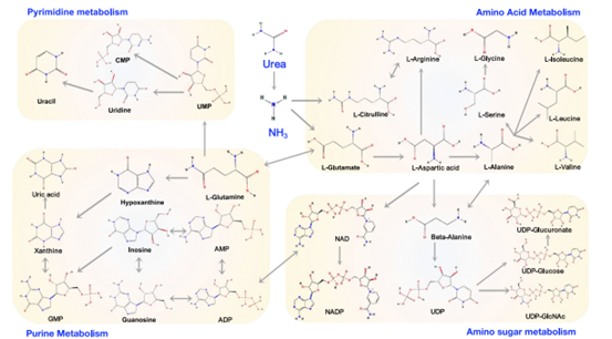 Microbiome：王加启/赵圣国团队揭示大蒜素提高反刍动物氮利用率的分子机制