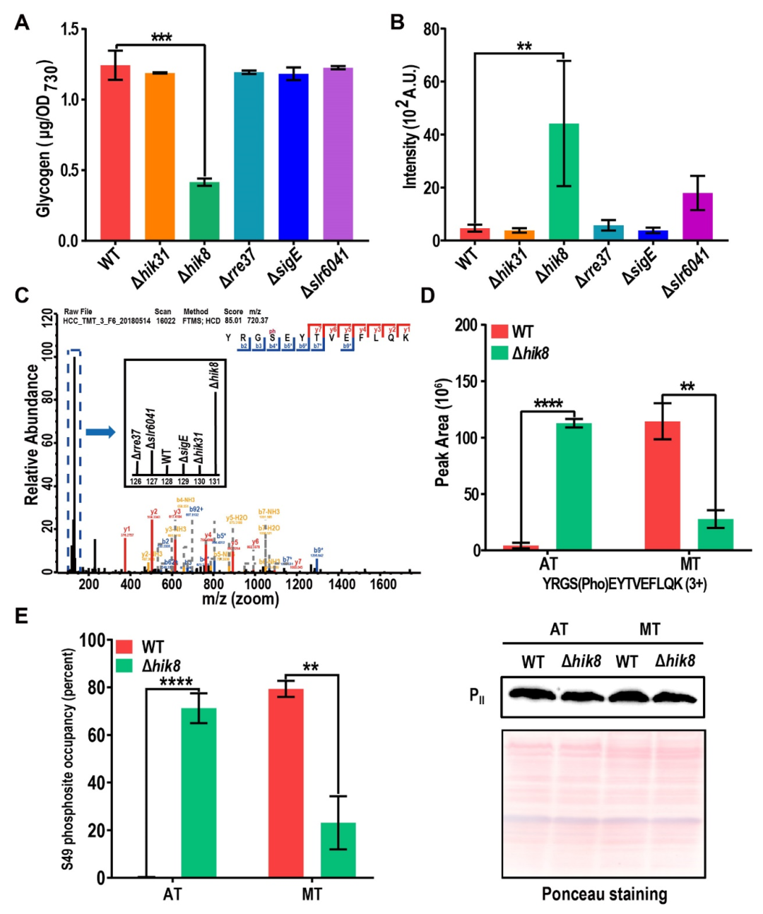 TMT结合PRM定量解析蓝细菌碳代谢蛋白质调控