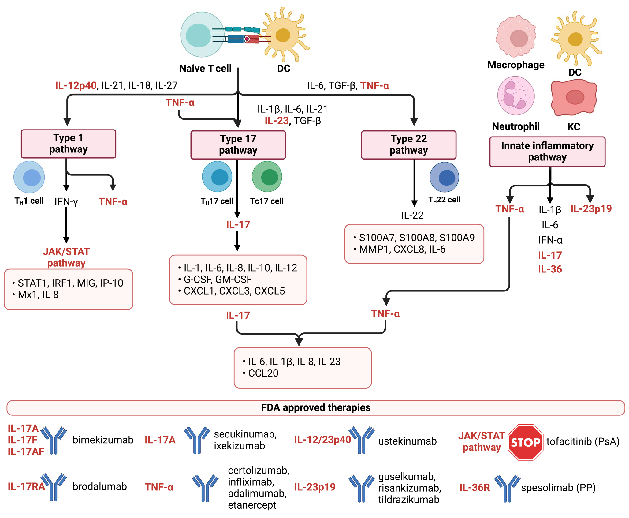 自身免疫性疾病的“幕后黑手”:细胞因子复杂网络机制