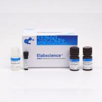 免疫荧光染色试剂盒-抗小鼠Elab Fluor®594_货号:E-IR-R328_IF试剂