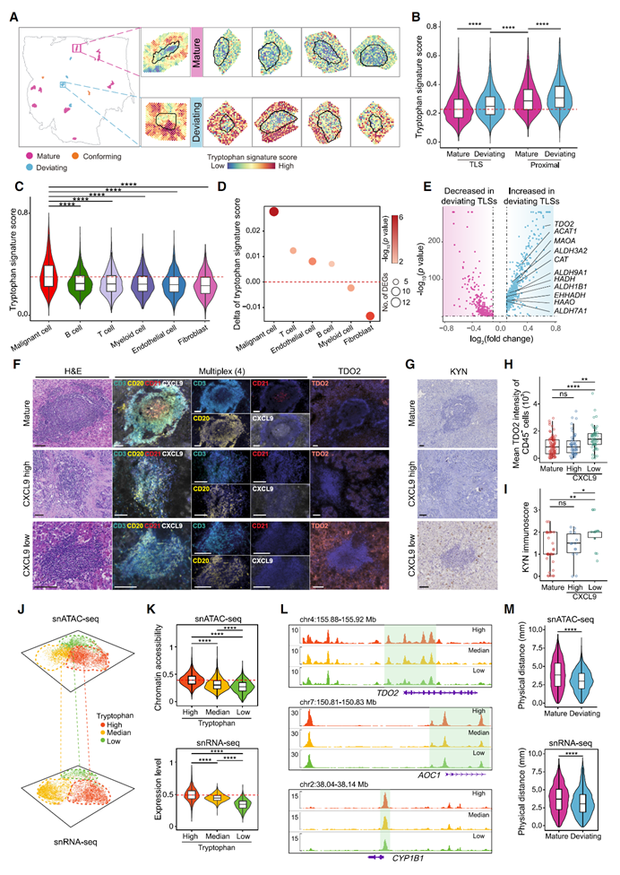 Cancer Cell |中山大学附属第一医院匡铭教授团队揭示 TLS 成熟调控新机制