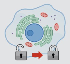 免疫荧光(ICC/IF) 细胞成像实验轻松掌握-赛默飞