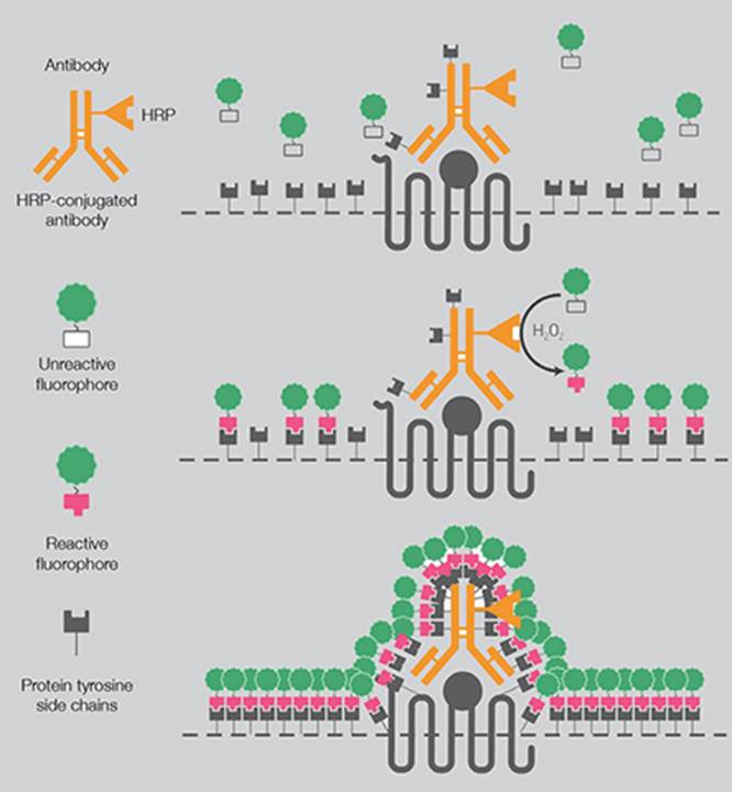 徽标, 公司名称

AI 生成的内容可能不正确。