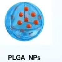 聚乳酸-羟基乙酸共聚物纳米颗粒包载盐酸米诺环素 PLGA NPs@Minocycline HCl