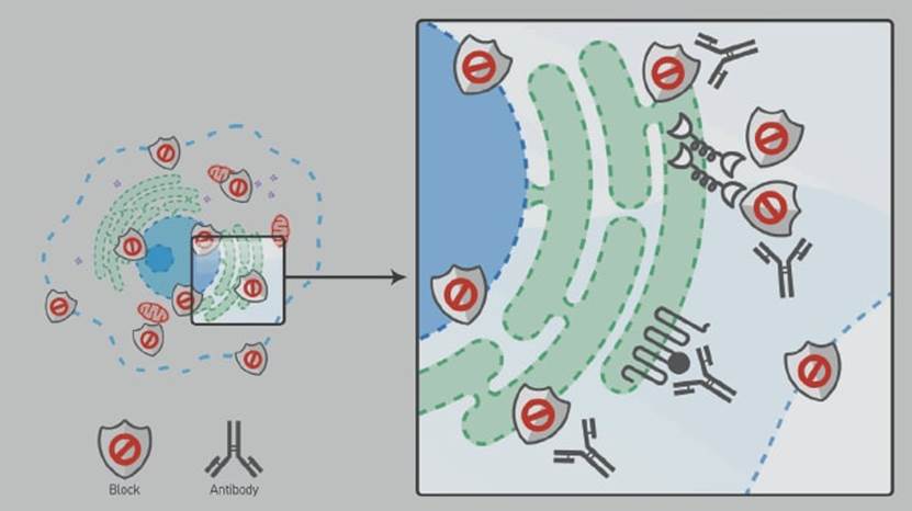蛋白封闭液有助于减少非特异染色