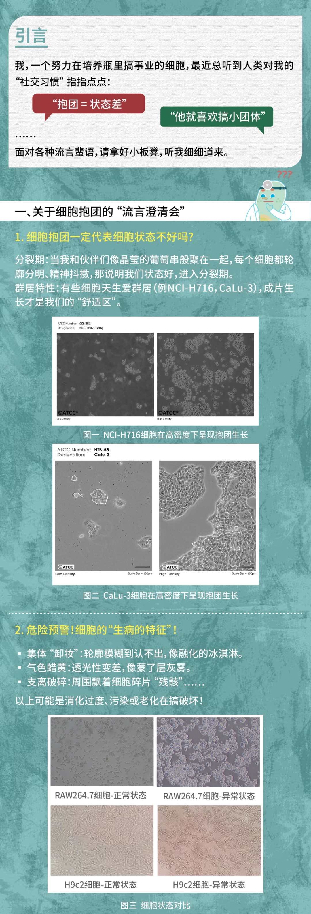 【希尔博士课堂】解密细胞“抱团”：是团结还是隐患？