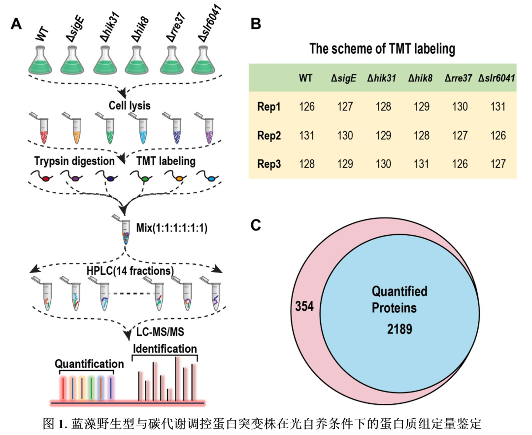 TMT结合PRM定量解析蓝细菌碳代谢蛋白质调控