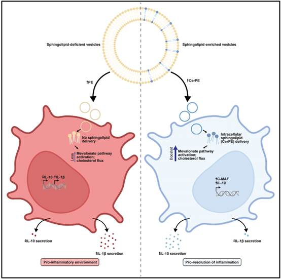 Cell Host & Microbe:肠道细菌鞘脂介导宿主构筑抗炎防线