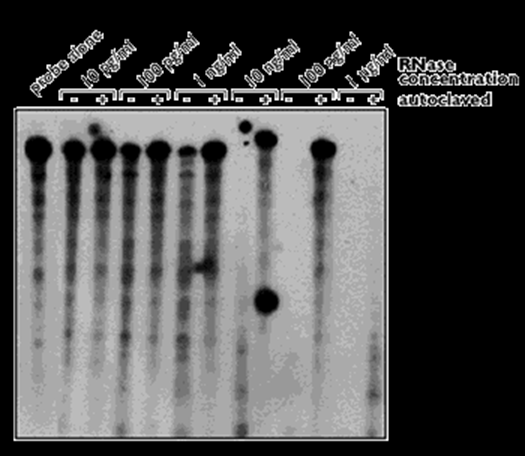 RNase抑制及DEPC处理水实验常见问题-赛默飞