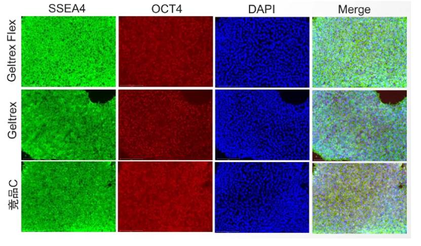 图片包含 背景图案
AI 生成的内容可能不正确。