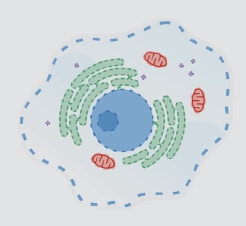 透化作用可去除细胞膜脂质