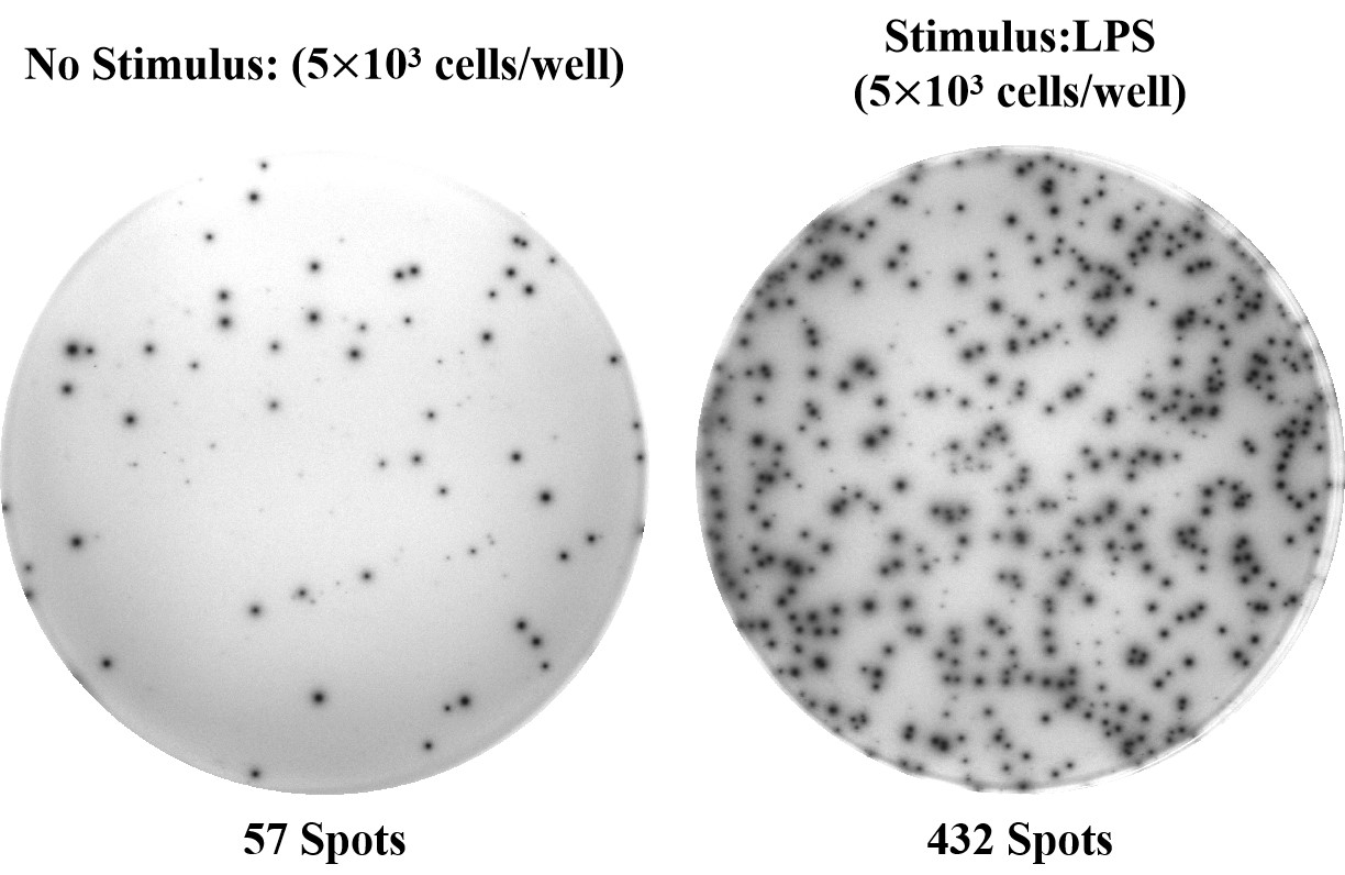超灵敏检测！Elabscience 人IL-1β（白细胞介素1β）ELISPOT试剂盒助力免疫研究