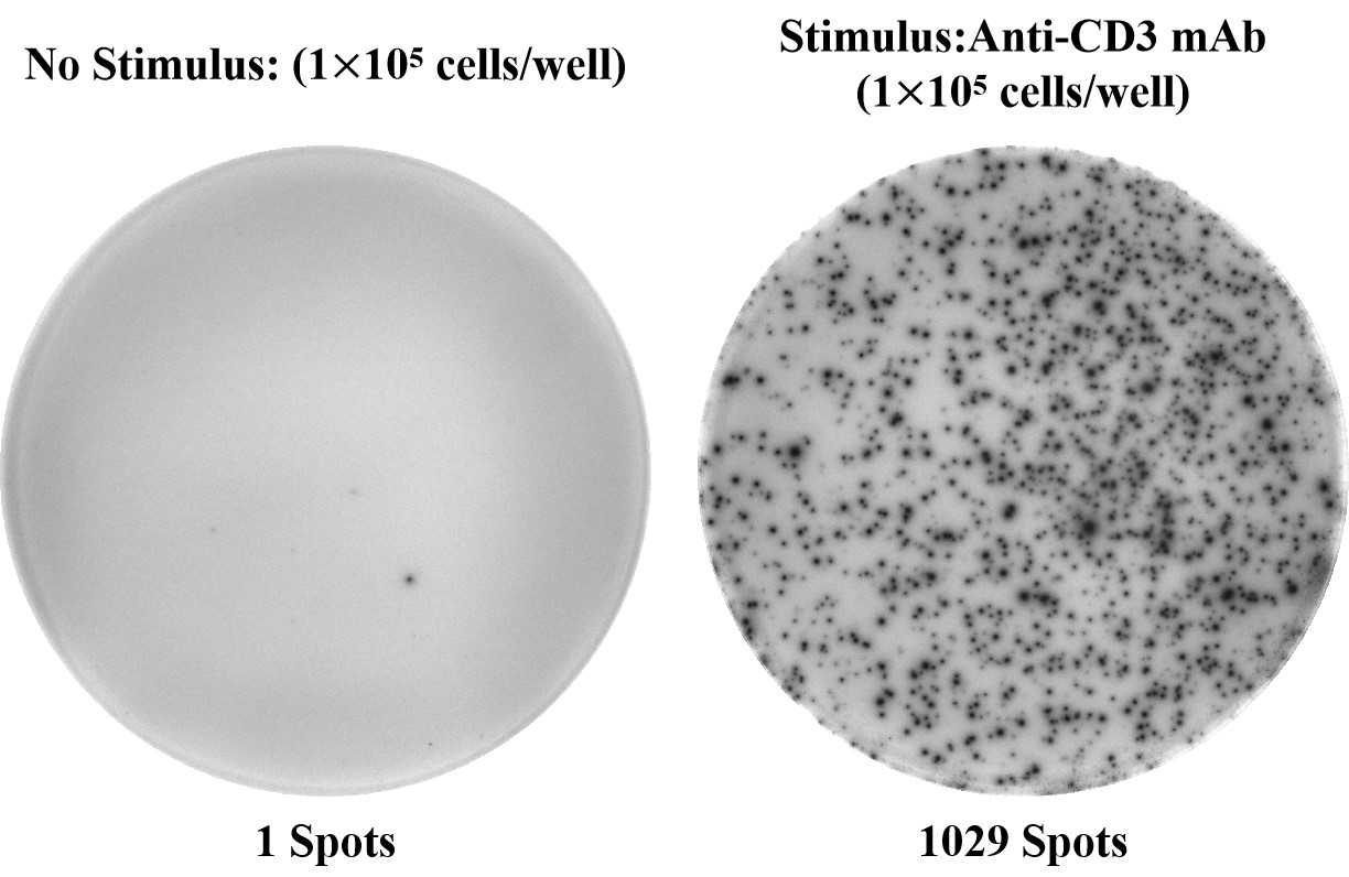 Elabscience人IFN-γ（干扰素γ）ELISPOT试剂盒 精准检测干扰素γ，助力免疫研究