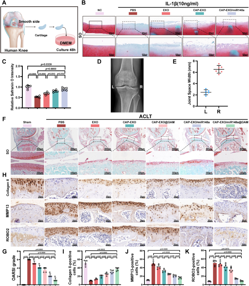 病理染色 病理染色