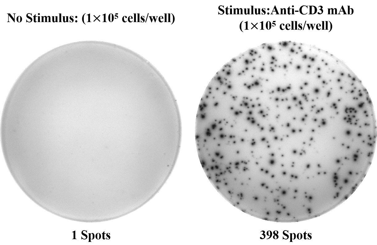 Elabscience人IL-17A ELISPOT试剂盒——单细胞水平精准分析Th17免疫应答