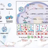负载anti-miR-155asa的沸石咪唑酯骨架-8被中性粒细胞膜包裹 anti-miR-155asa@ZIF-8@NCM