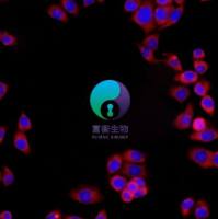 小鼠脑微血管内皮细胞