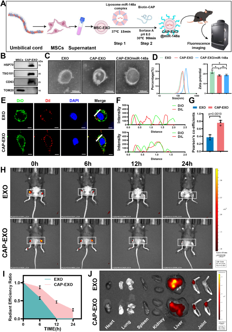 外泌体鉴定 外泌体鉴定
