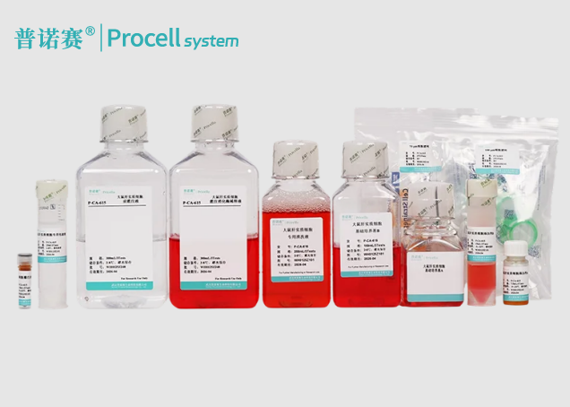 大鼠肝实质细胞分离培养试剂盒，无需优化方案！即开即用