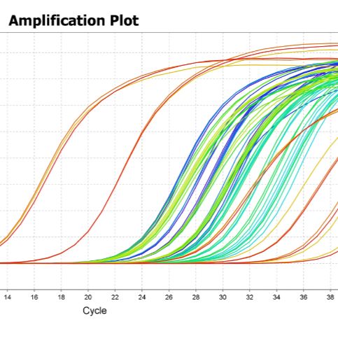 实时荧光定量PCR实验(三重复)