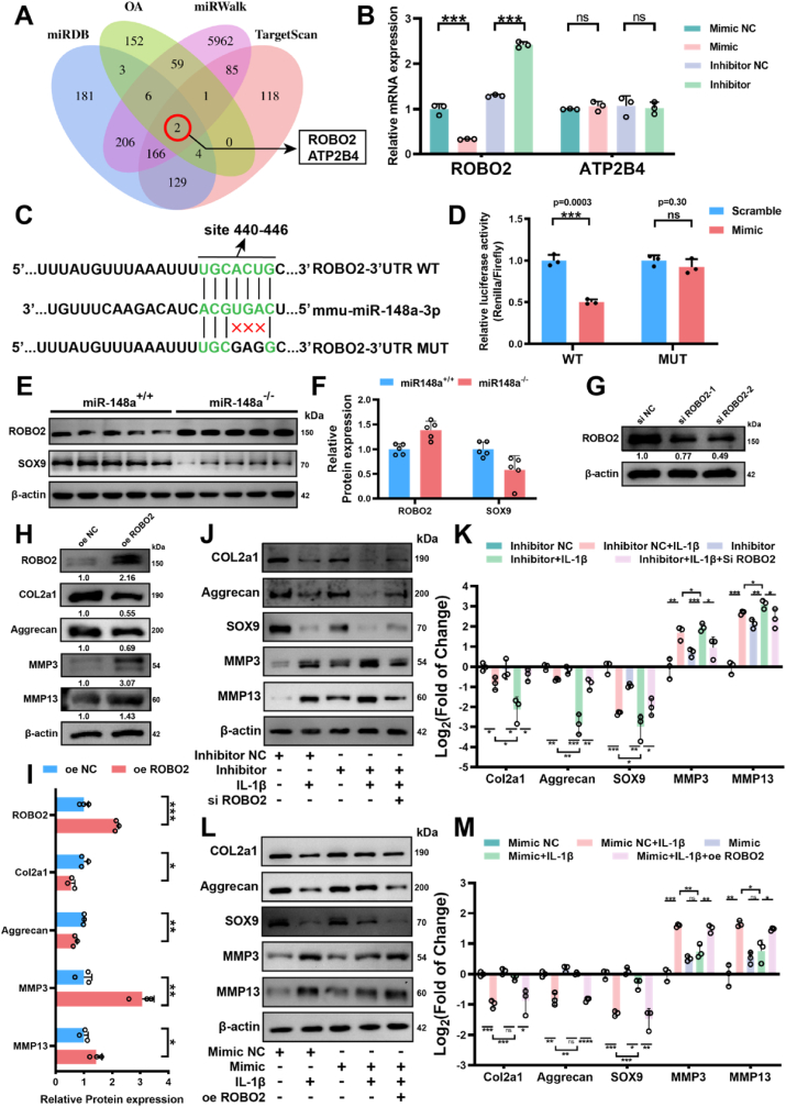 双荧光酶报告基因实验 双荧光酶报告基因实验