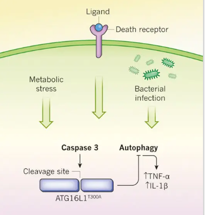 Caspase 3是什么