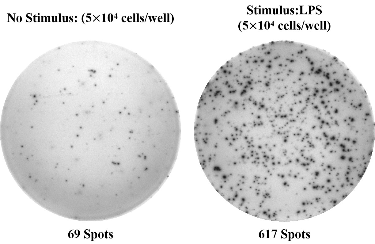 Elabscience 人IL-10（白细胞介素10）ELISPOT试剂盒——抗炎因子检测利器