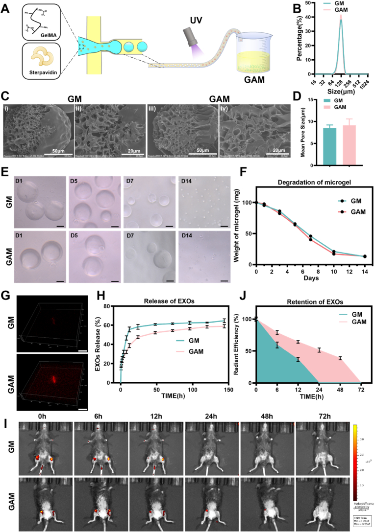 动物成像 动物成像
