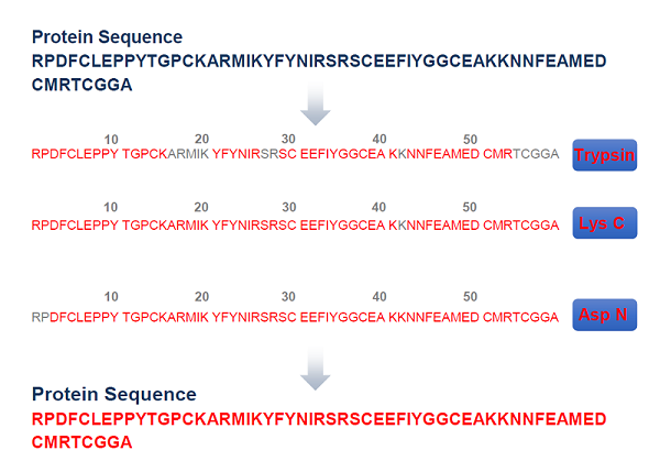 蛋白全序列测定流程图