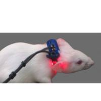 小鼠血氧探头,小动物血氧测量探头